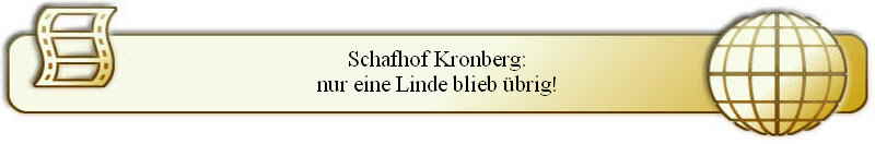 Schafhof Kronberg:
nur eine Linde blieb übrig!